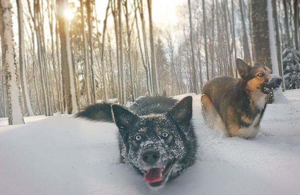 Gerberian Shepsky Sisters (siberian Husky + German Shepard)