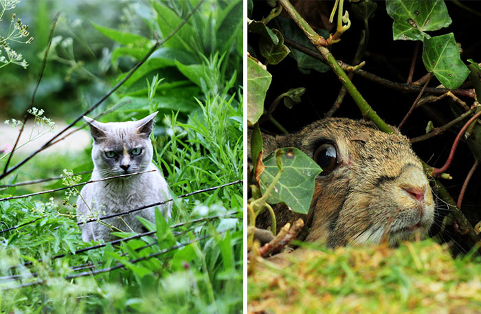 Anyone Else Having Stare Offs With Animals?
