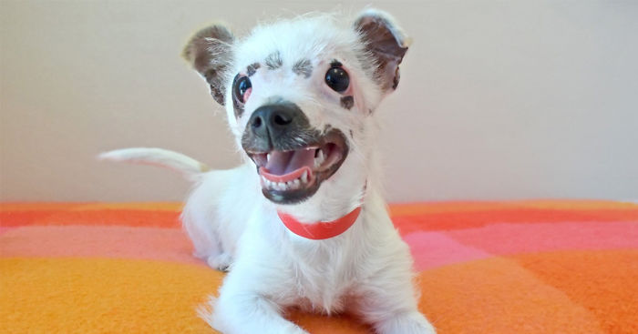 “Unusual Looking” Puppy Adopted By Family Who Didn’t Care About Her Scars