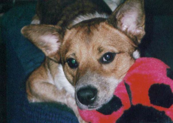 My Cheeler (chow Chow And Queensland Blue Heeler)