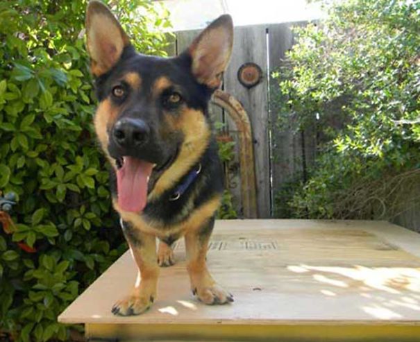 Tiki: My German Shepard And Bassett Hound Mix