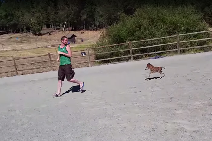 Tiniest Horse Ever That Can’t Stop Chasing His Giant Human