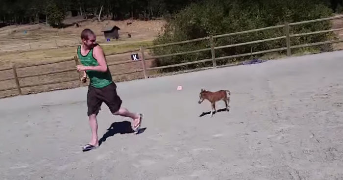 Tiniest Horse Ever That Can’t Stop Chasing His Giant Human