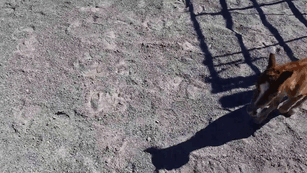 tiniest-miniature-horse-chasing-gif-14 tiniest-miniature-horse-chasing-gif-14