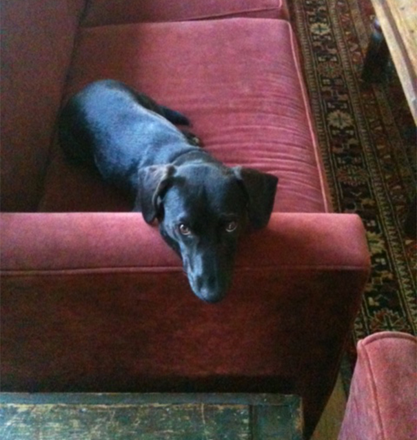 Toby: Probably Mix Of Dachshund And Black Lab