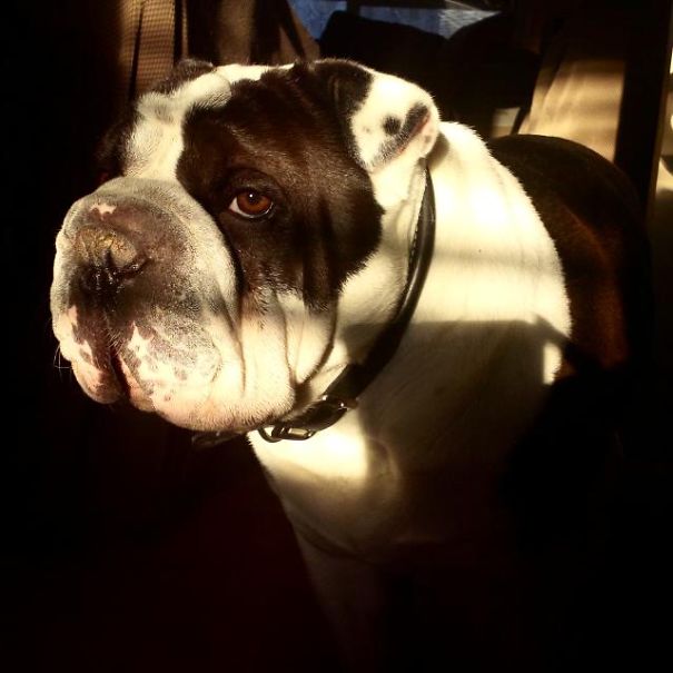 Tubbi, Is A Bullpei (english Bulldog/ Chinese Shar Pei)