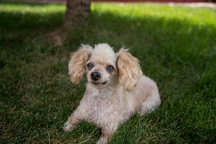 two-legged-rescued-dog-amaze-bobb-2