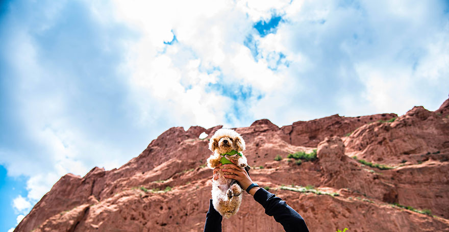 two-legged-rescued-dog-amaze-bobb-3