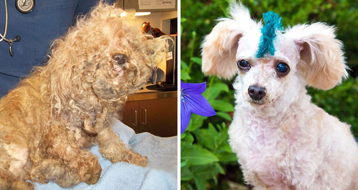I Rescued A 2-Legged Stray Dog That Spent 10 Painful Years On The Streets