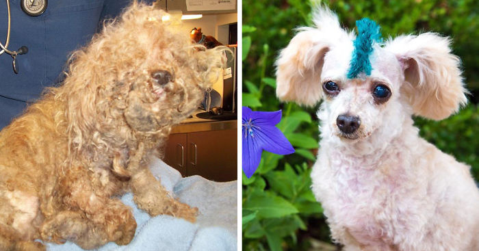 I Rescued A 2-Legged Stray Dog That Spent 10 Painful Years On The Streets