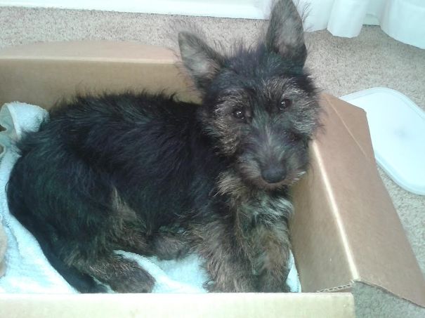 Jack Russel + Scottish Terrier (5 Months Old Here)