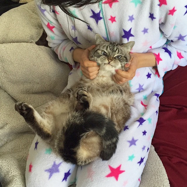 vampire-angry-cat-loki-22 vampire-angry-cat-loki-22