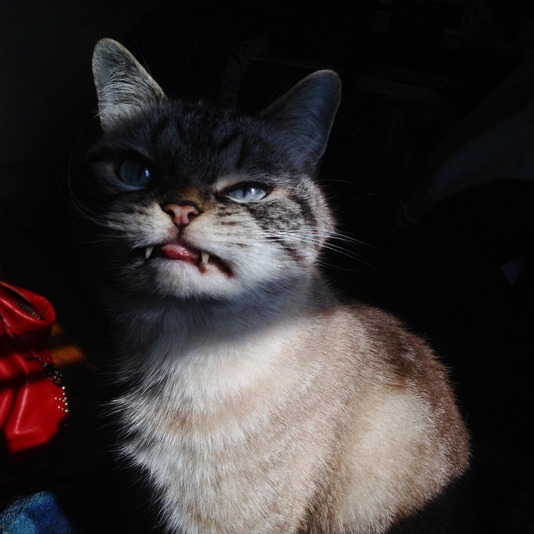 vampire-angry-cat-loki-9 vampire-angry-cat-loki-9