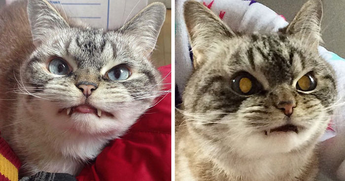 Adopted Vampire Cat ‘Loki’ Has The Most Evil Look Ever