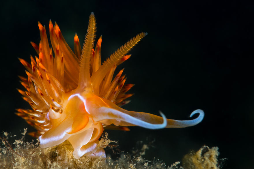 Close-up of a vibrant orange sea slug with translucent body and intricate appendages, showcasing alien-like marine life features.
