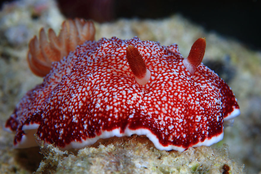 Close-up of a red and white spotted sea slug on coral, showcasing unique alien-like features in marine life.