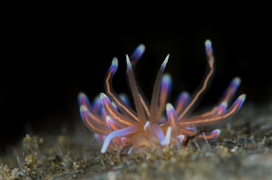 Colorful sea slug with vibrant neon appendages on ocean floor, showcasing unique alien-like features of sea slugs.