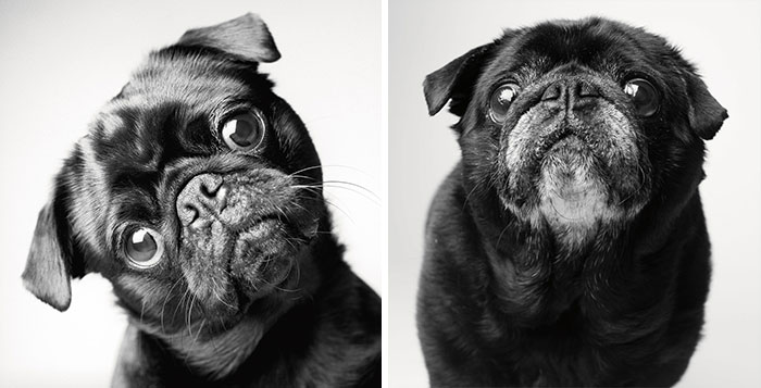 Heartmelting Pics Of Aging Dogs Show Them Grow From Puppyhood To Old Age