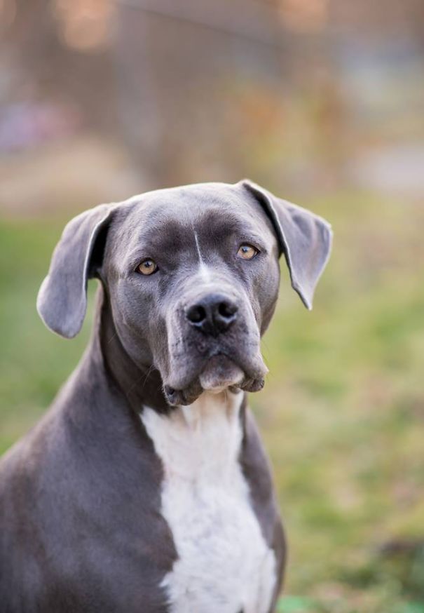 Venus...pit Bull+lab+weimaraner