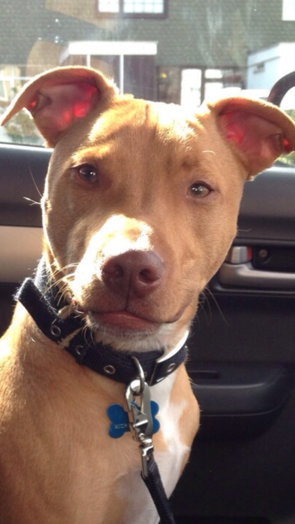 My Dog Cody - Half Staff/half Jack Russell