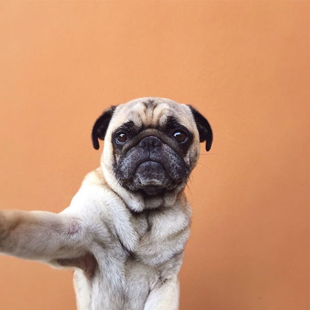 The Most Famous Dogs On Instagram The Most Famous Dogs On Instagram