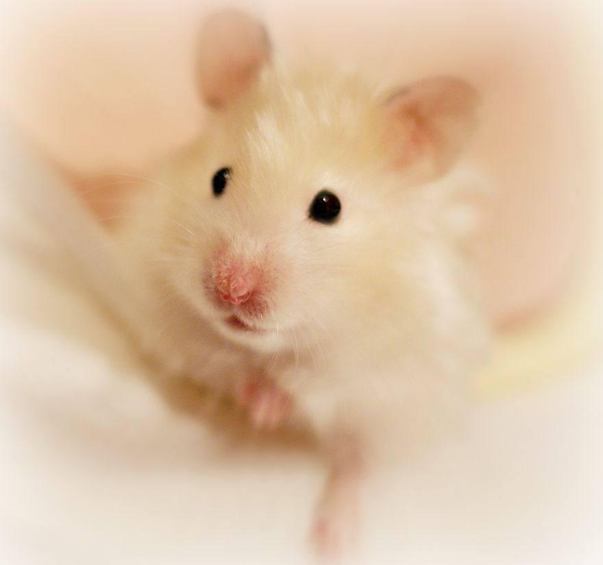 Pongo Looking Adorable.....she Is Actually Tucked Into My Daughter's Shirt.