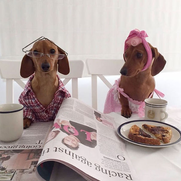 The Most Famous Dogs On Instagram The Most Famous Dogs On Instagram