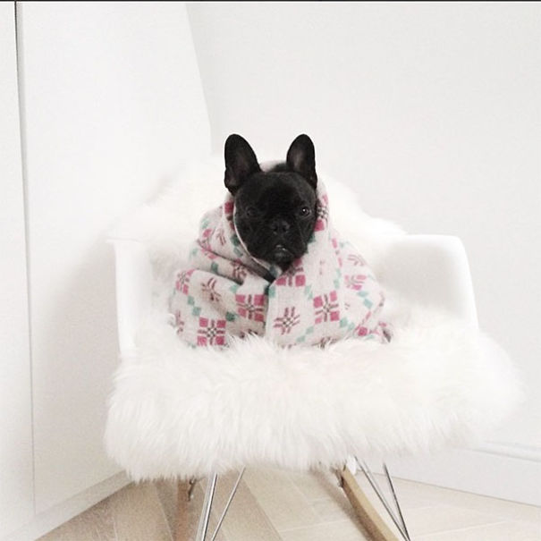 The Most Famous Dogs On Instagram The Most Famous Dogs On Instagram