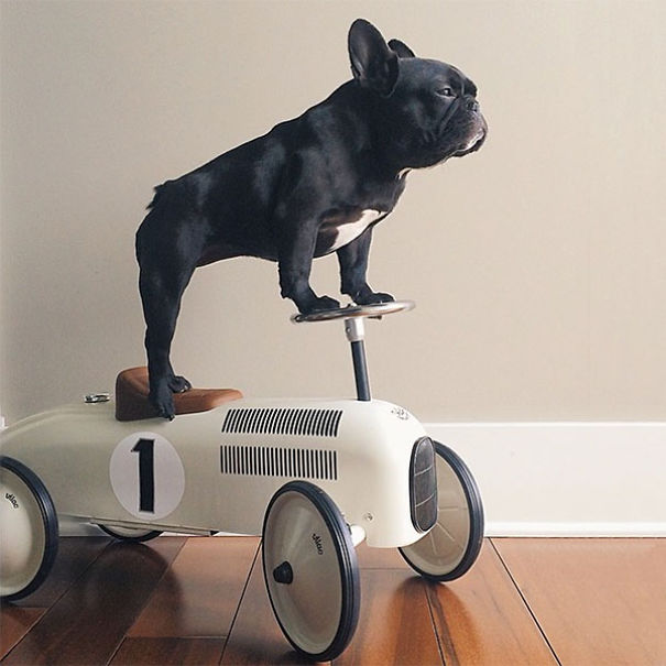 The Most Famous Dogs On Instagram