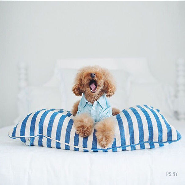 The Most Famous Dogs On Instagram