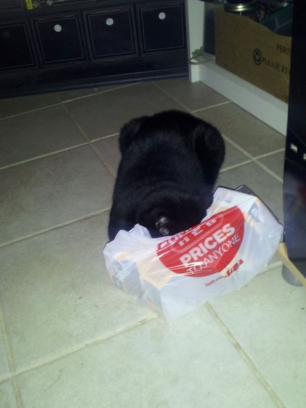 A Bag Of Light Bulb Packages Proves More Comfy Than Fabric, Pillows, Or Catbed 2ft Away.