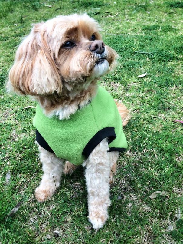 Meet Mieka, The Cavoodle: King Charles Cavalier Cross Poodle (also Known As A Cavapoo)