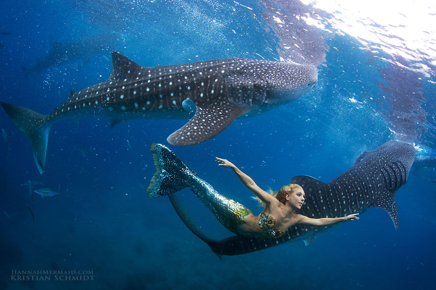 A woman in a mermaid tail swimming underwater with sharks, illustrating aquatic harmony and breath control. A woman in a mermaid tail swimming underwater with sharks, illustrating aquatic harmony and breath control.