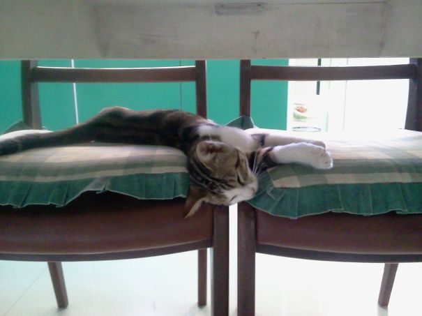 At Least His Tail Seems To Be Comfortable...