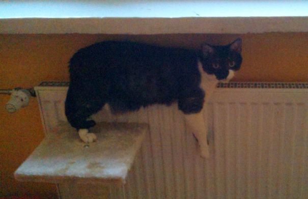 Yeap, Just Purrfect!