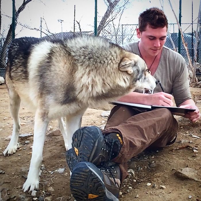 I Discovered My Inner Wolf At Wolf Mountain, California I Discovered My Inner Wolf At Wolf Mountain, California