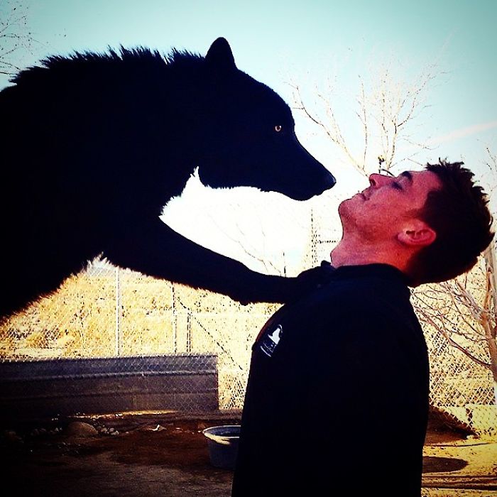 I Discovered My Inner Wolf At Wolf Mountain, California I Discovered My Inner Wolf At Wolf Mountain, California