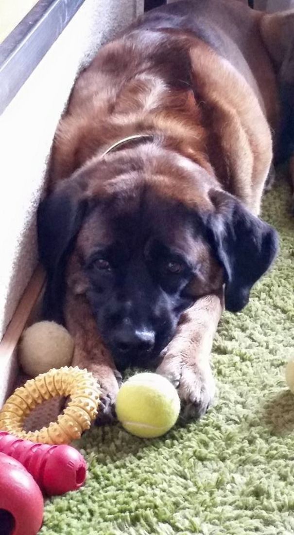 Max (mommy: Golden Retriever And Boxer Mix; Daddy: Leonberger)