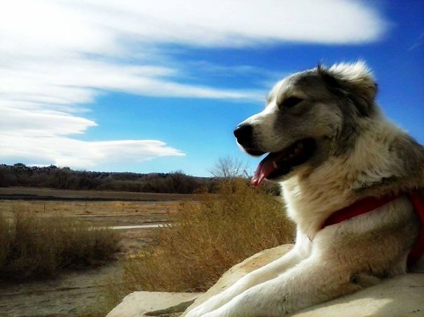 Colorado Hiking With Charlie