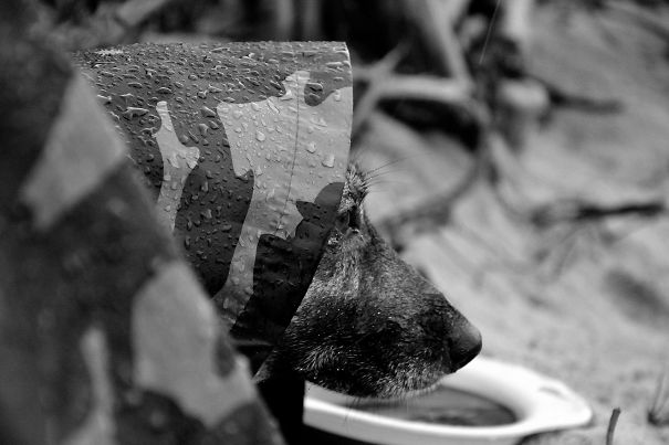 Shackleton Looking At The Stormy Baltic Sea.