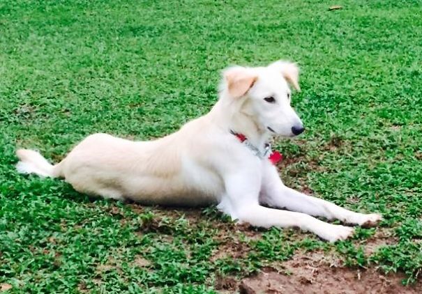 My Saluki X Golden Retriever X Sth, Rescued From The Streets Of Singapore