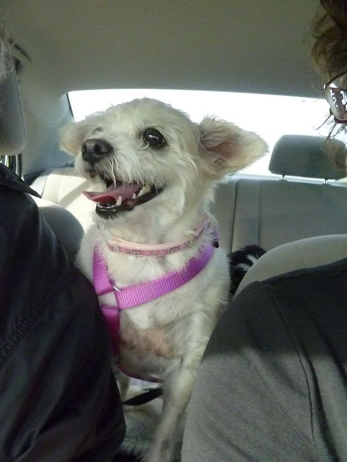 Belle Is The Happiest Back Seat Driver Ever !!!