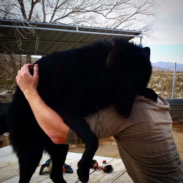 I Discovered My Inner Wolf At Wolf Mountain, California I Discovered My Inner Wolf At Wolf Mountain, California