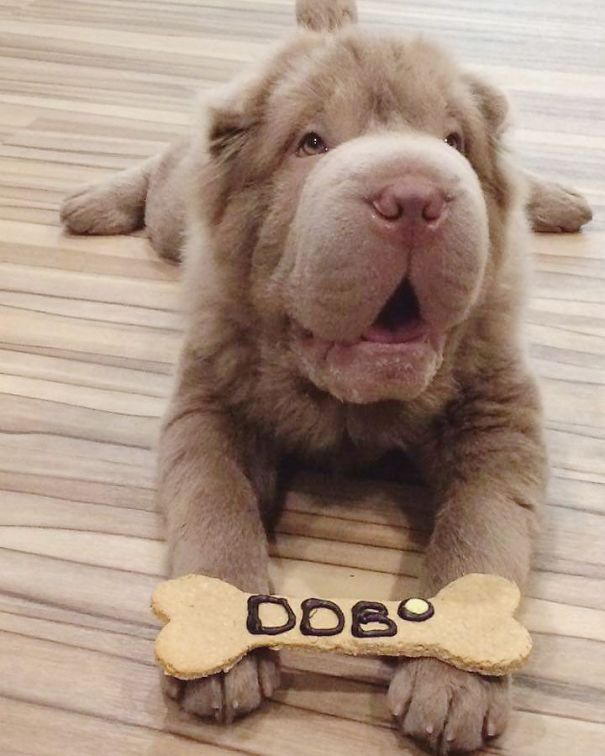 The Most Famous Dogs On Instagram The Most Famous Dogs On Instagram