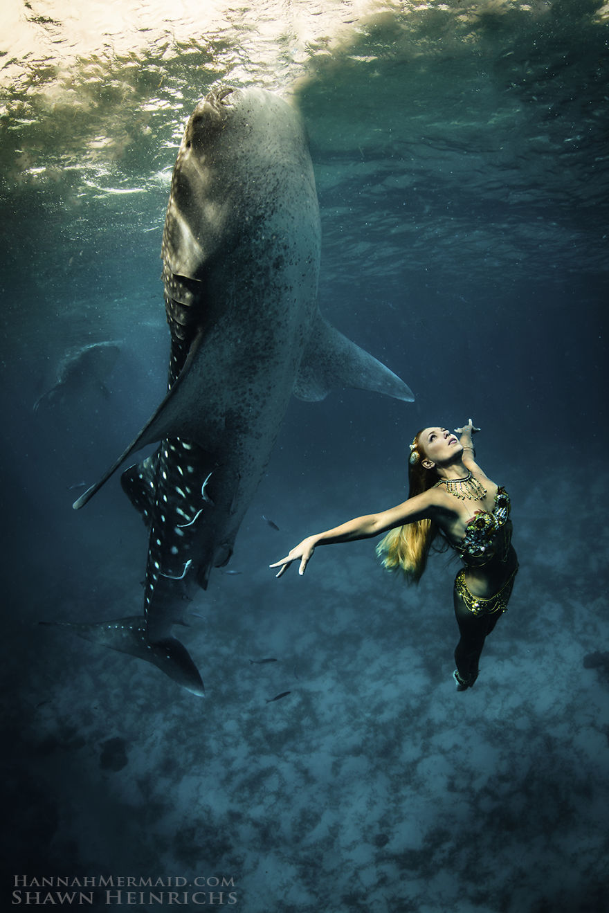 Mermaid with fish tail swimming alongside shark underwater. Mermaid with fish tail swimming alongside shark underwater.