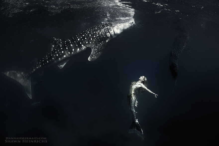 Mermaid swimming gracefully with sharks, showcasing her fish tail in an underwater scene.