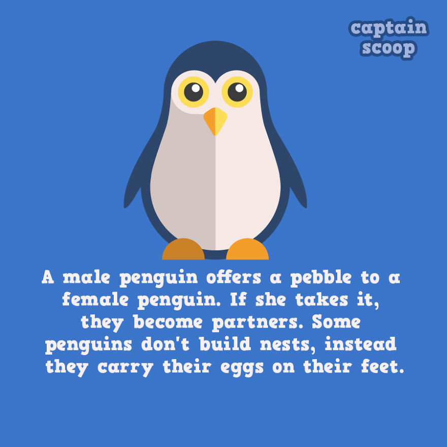 Penguin