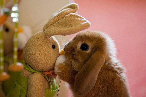Cute bunny nuzzling a stuffed rabbit on a soft pink background.