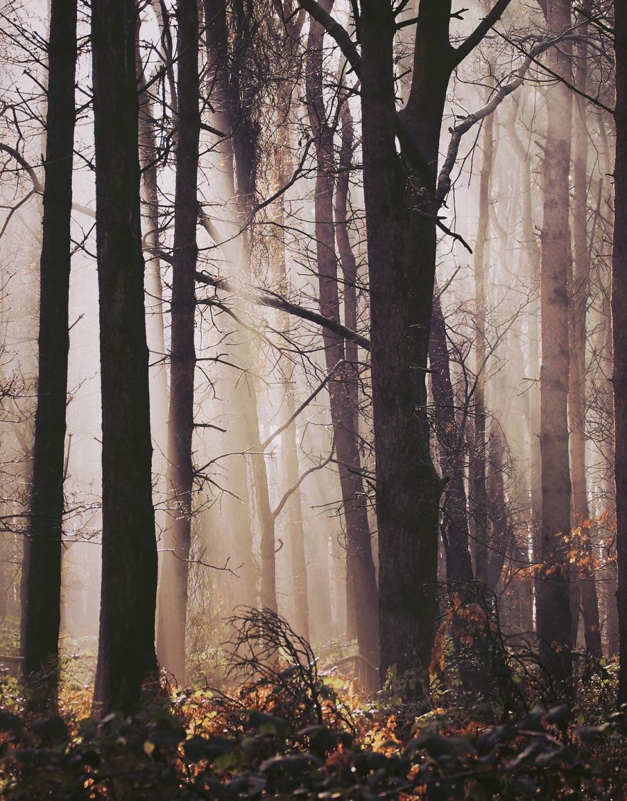 Trees! Don't Just Pass Them By Trees! Don't Just Pass Them By