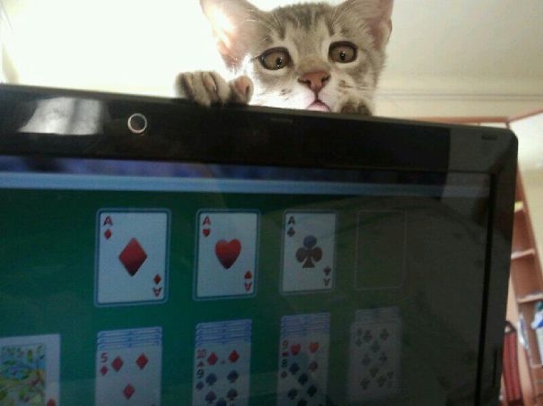 Feel Free (cell) To Play